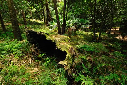 Australian bush forest with green trees and plants