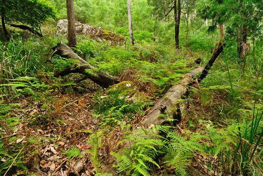 Australian bush forest with green trees and plants