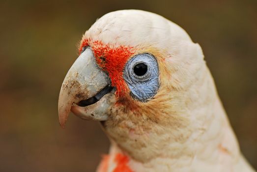 Portrait of little corella with blurred background