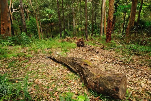 Australian bush forest with green trees and plants