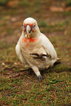 Portrait of little corella with blurred background