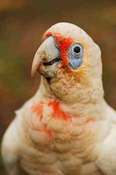 Portrait of little corella with blurred background