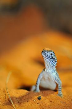 Lizard on the orange sand