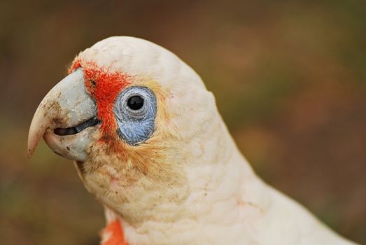 Portrait of little corella with blurred background