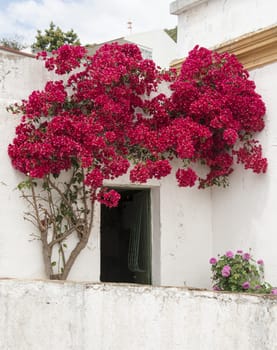 bougenville in portugal on white wall from house