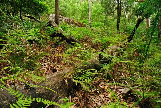 Australian bush forest with green trees and plants