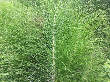 Equisetum fern species in a forest