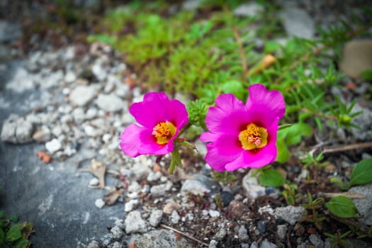 Pink flowers surrounded by stones
