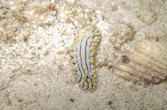 closed up the nudibranch in north andaman, Thailand