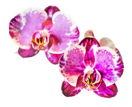 Closeup of a Phalaenopsis orchid flower against white backround