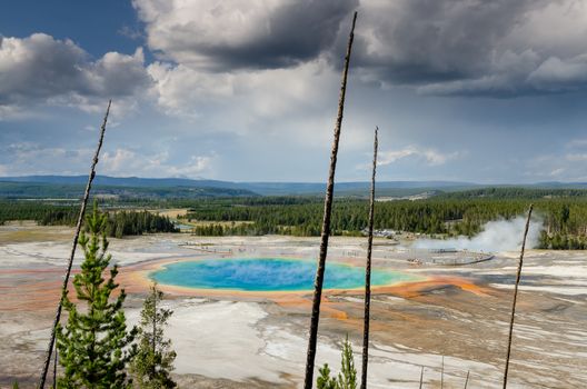 Landscape view of Grand prismatic spring with dry trees in Yellowstone, Wyoming, USA