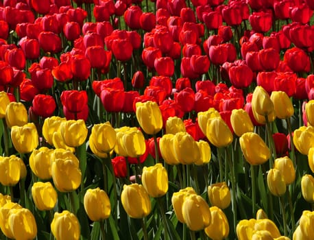 Red and yellow tulips field in garden spring background