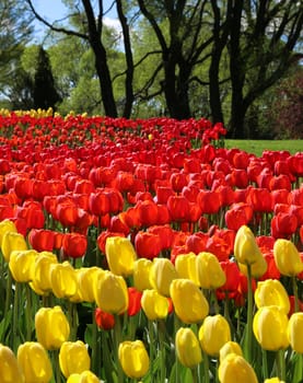 Red and yellow spring tulips in park garden sunlight