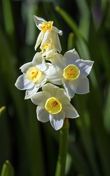 Close up on white crucianella angustifolia flowers