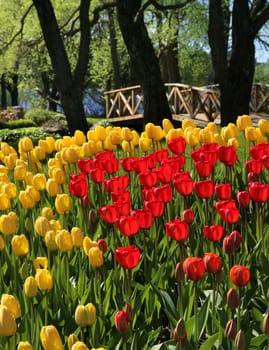Red and yellow tulips field near wooden bridge