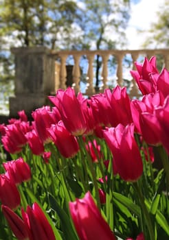 Red tulips blossoming in spring sunlight near garden terrace
