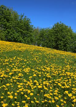 Yellow dandelions blossoming on spring field meadow 