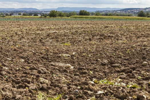 Harvested potato field with rotovated or ploughed earth and the odd remaining potato with green crops visible in the distance in an agricultural landscape