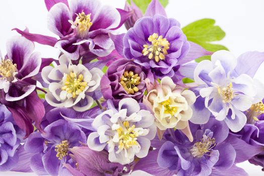 bouquet of multi-colored flowers of Aquilegia vulgaris isolated on white background