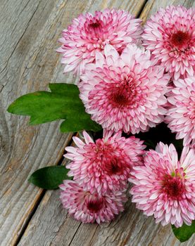 Bouquet of Big Beautiful Pink and Red Chrysanthemum closeup on Rustic Wooden background