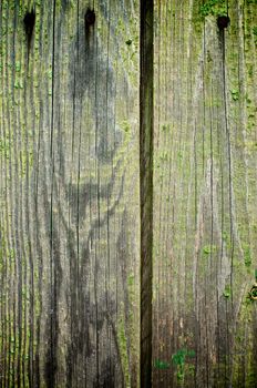 Background of Two Natural Weathered Cracked Wooden Plankes with Timber Knots and Old Nails closeup