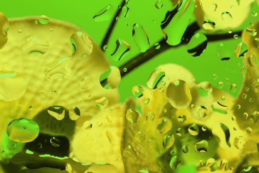 color abstract background with water drops on glass with flower in background 