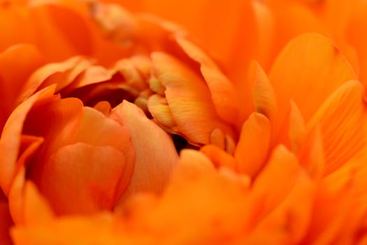 Close-up of orange ranunculus petals opening