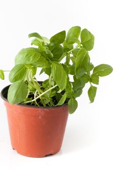 basil plant with pot and roots