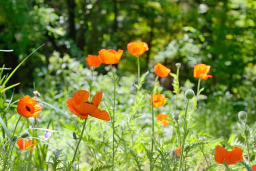 Wild Poppies in summer forest