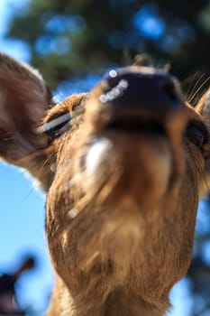 tamed roe deer