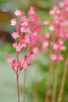 branch pink star flower in spring time