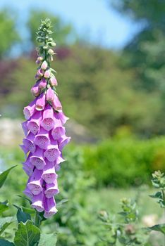 Digitalis Purpurea in botanical garden