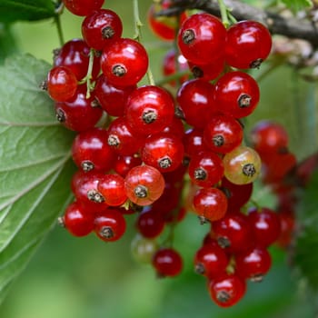 The red fresh currant close up. Macro