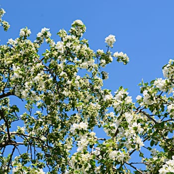 The apple blossoms in spring close up