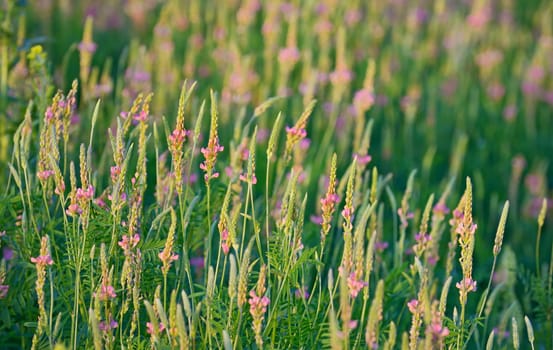 flowering Sainfoin, Onobrychis viciifolia on field