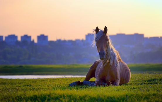 horse sitting in sunset on grass