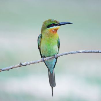 Beautiful green bird, Blue-tailed Bee-eater, standing on a branch