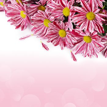 The flower pink chrysanthemums as a  background