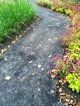 Path in a colorful summer garden with blooming flowers.