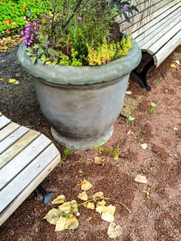 Vase with plants and blooming flowers in autumn garden.