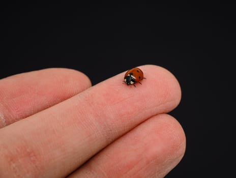 Ladybird walking on middle finger isolated towards black background