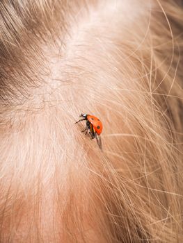 Ladybird walking in a persons hair with folded wings