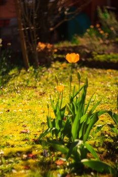 View of yellow tulip in the garden