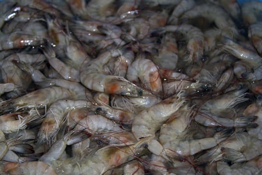 Fresh prawns on a fish market in India, Goa.