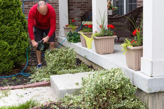 Gardener trimming ornamental foliage shrubs in the garden alongside an exterior porch on the house decorated with colorful flowering potted plants using a hedge trimmer