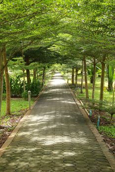 Stone path with trees tunnel into garden