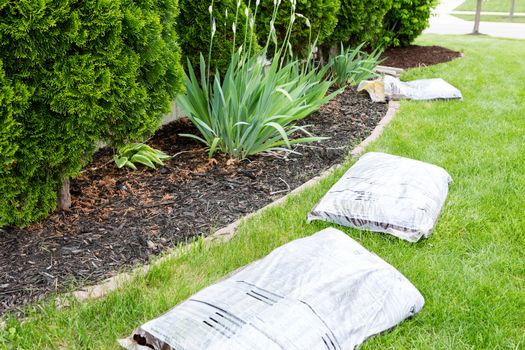 Garden work in spring mulching the plants growing in flowerbeds alongside the house with organic mulch such as bark or wood chips supplied in bags by the nursery