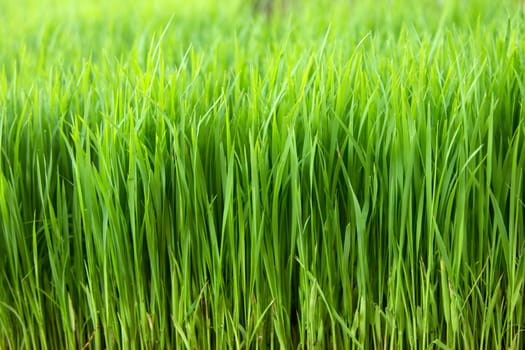 Closeup green paddy in field