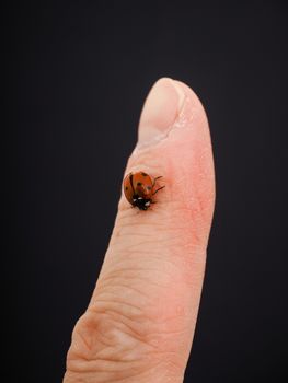 Ladybird walking downwards on a finger isolated towards black background