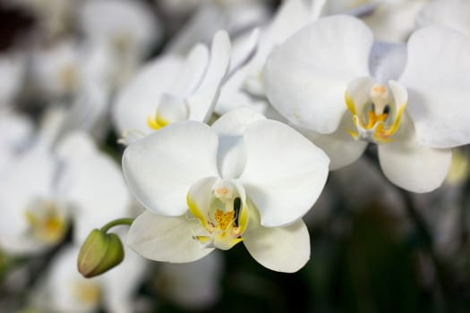 Orchid flowers, Phalaenopsis white color